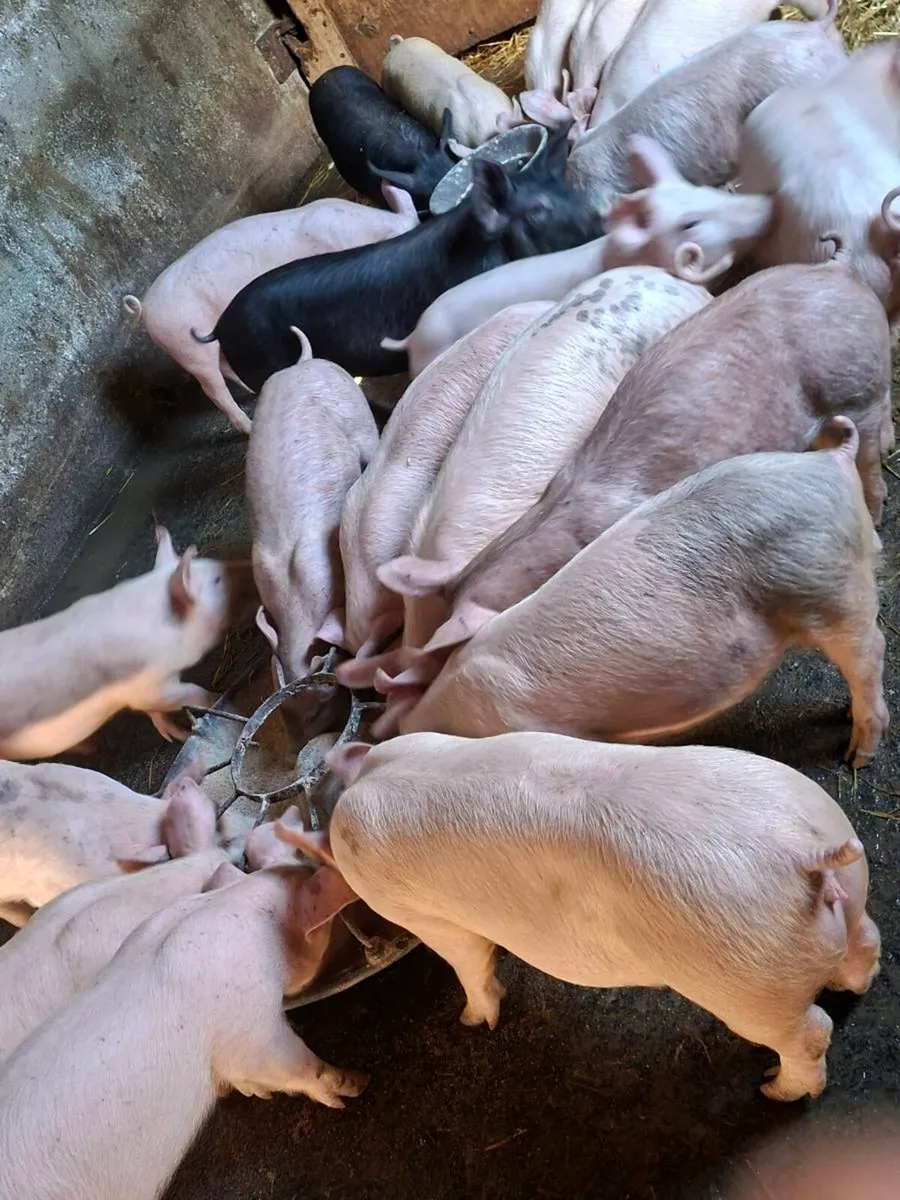 Pigs 10 weeks old - Image 3