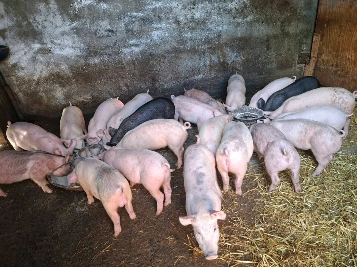 Pigs 10 weeks old - Image 1