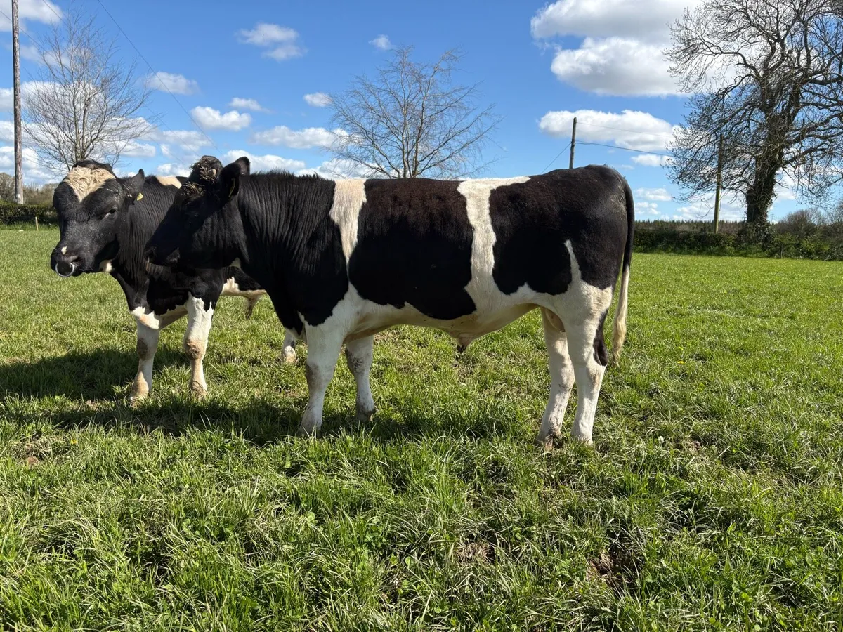 Pedigree Registered Friesian Bulls - Image 1