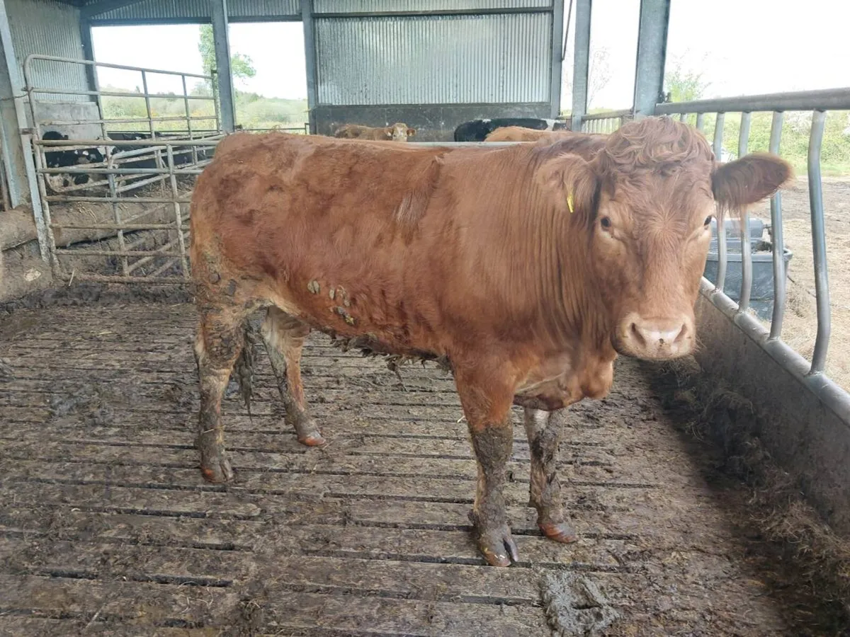 Organic bullocks In Templemore mart Thursday 24th - Image 1