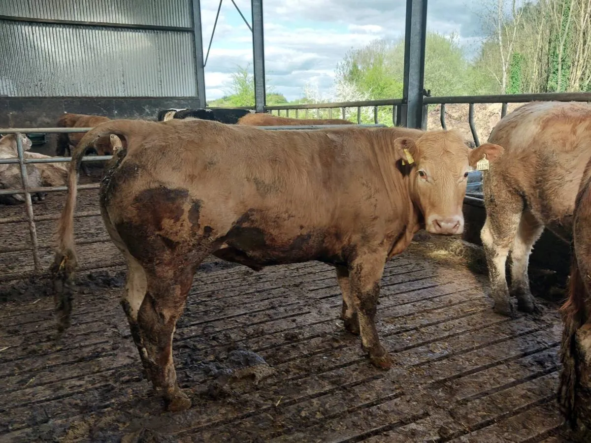 Organic bullocks In Templemore mart Thursday 24th - Image 2