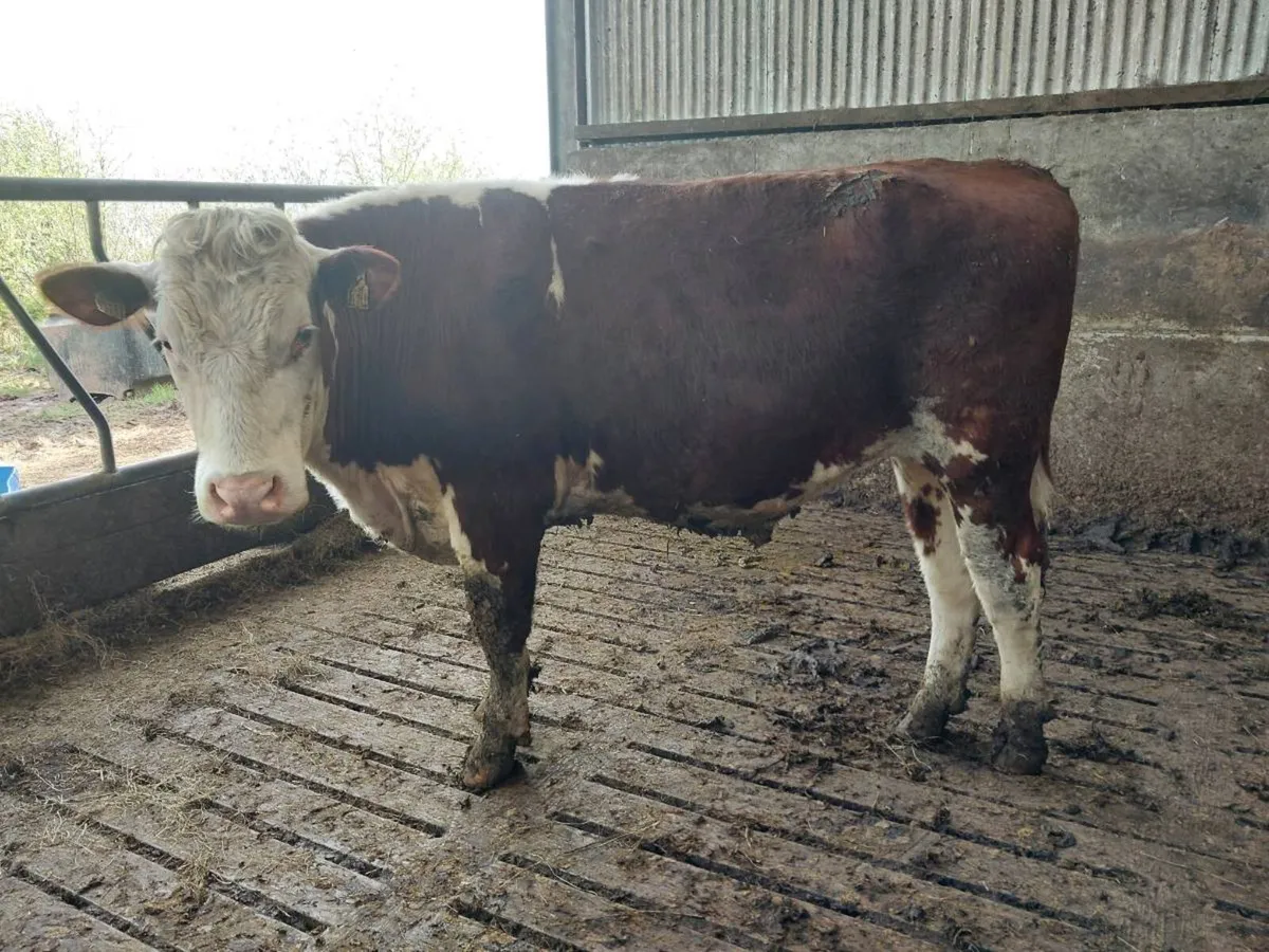Organic bullocks In Templemore mart Thursday 24th - Image 3