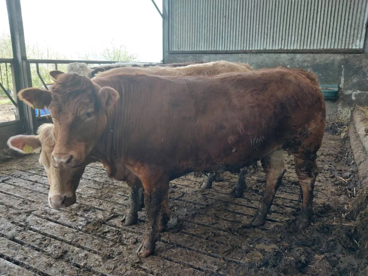 Organic bullocks In Templemore mart Thursday 24th - Image 4