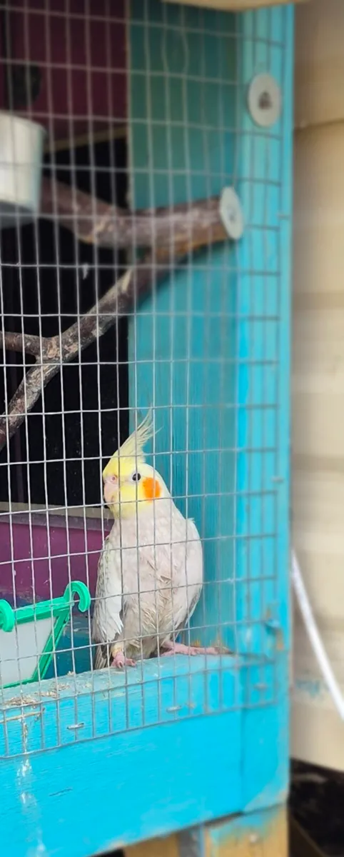 Female cockatiel - Image 1