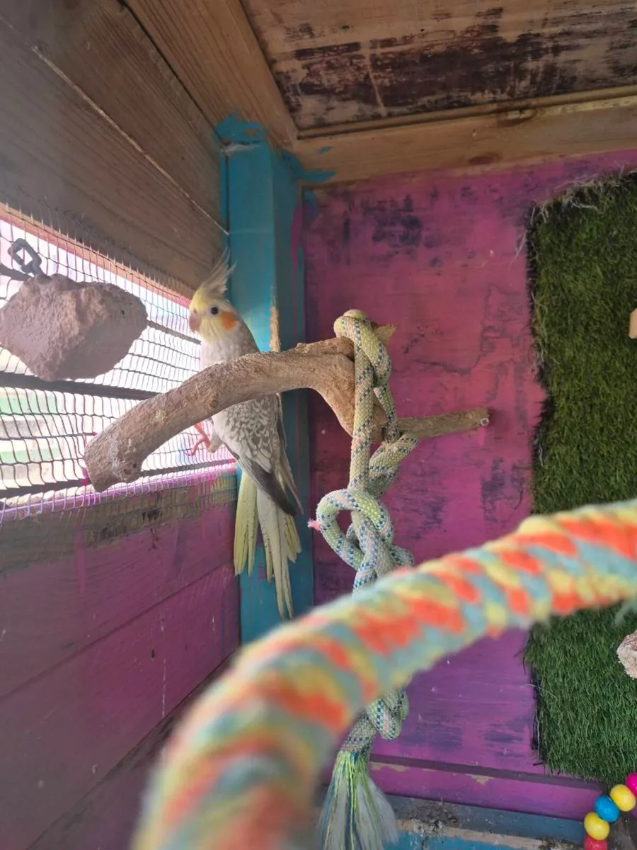 Female cockatiel - Image 2