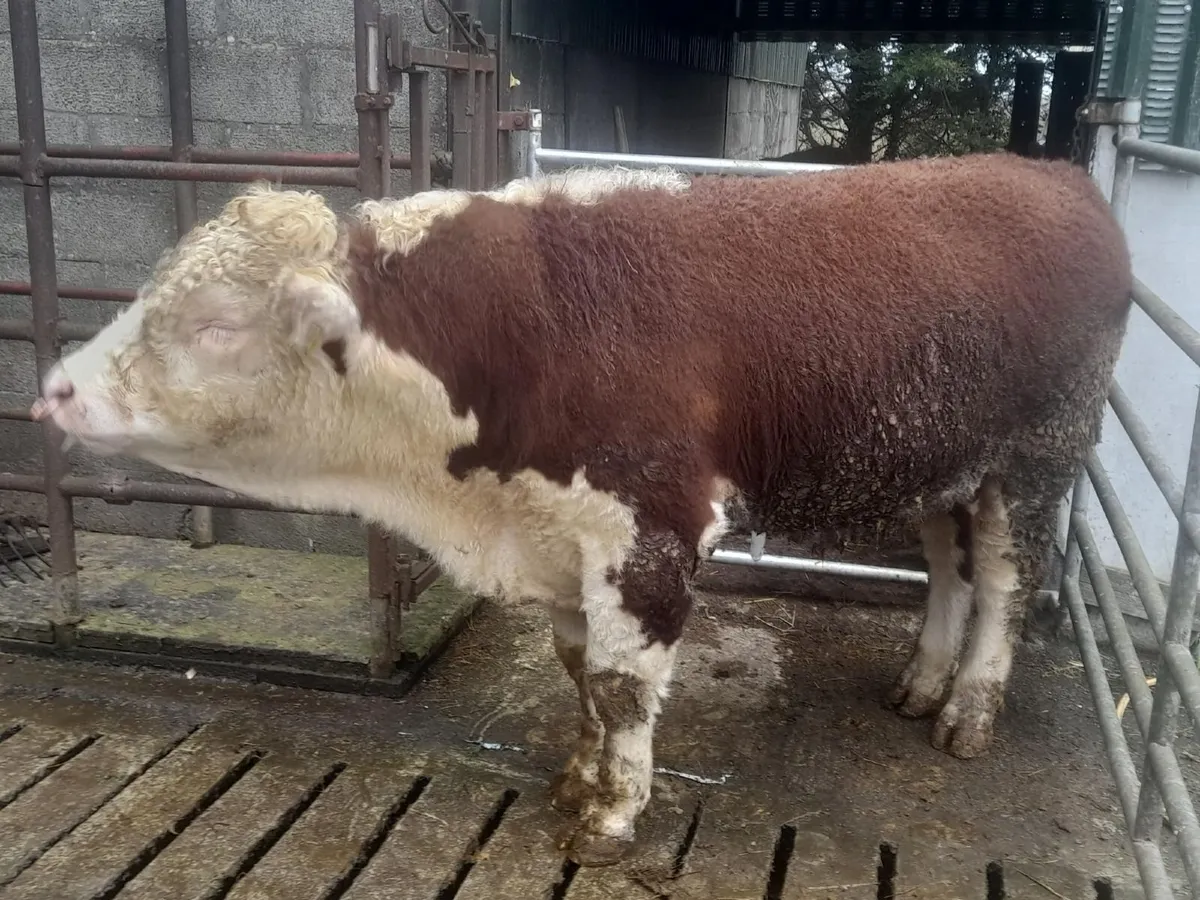 PB Hereford Bulls - Image 2