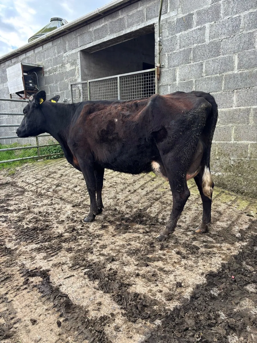 Freshly calved cow/ springers - Image 1