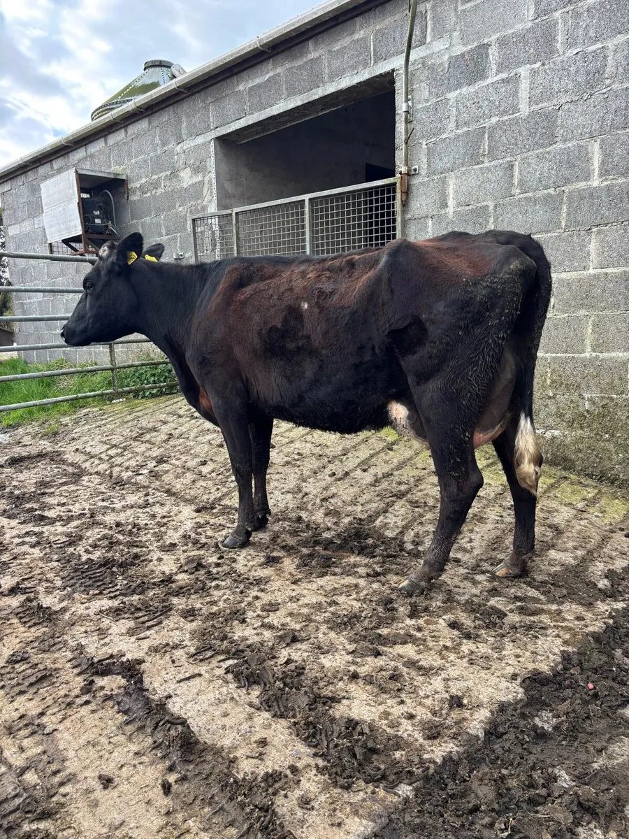 Freshly calved cow/ springers - Image 2