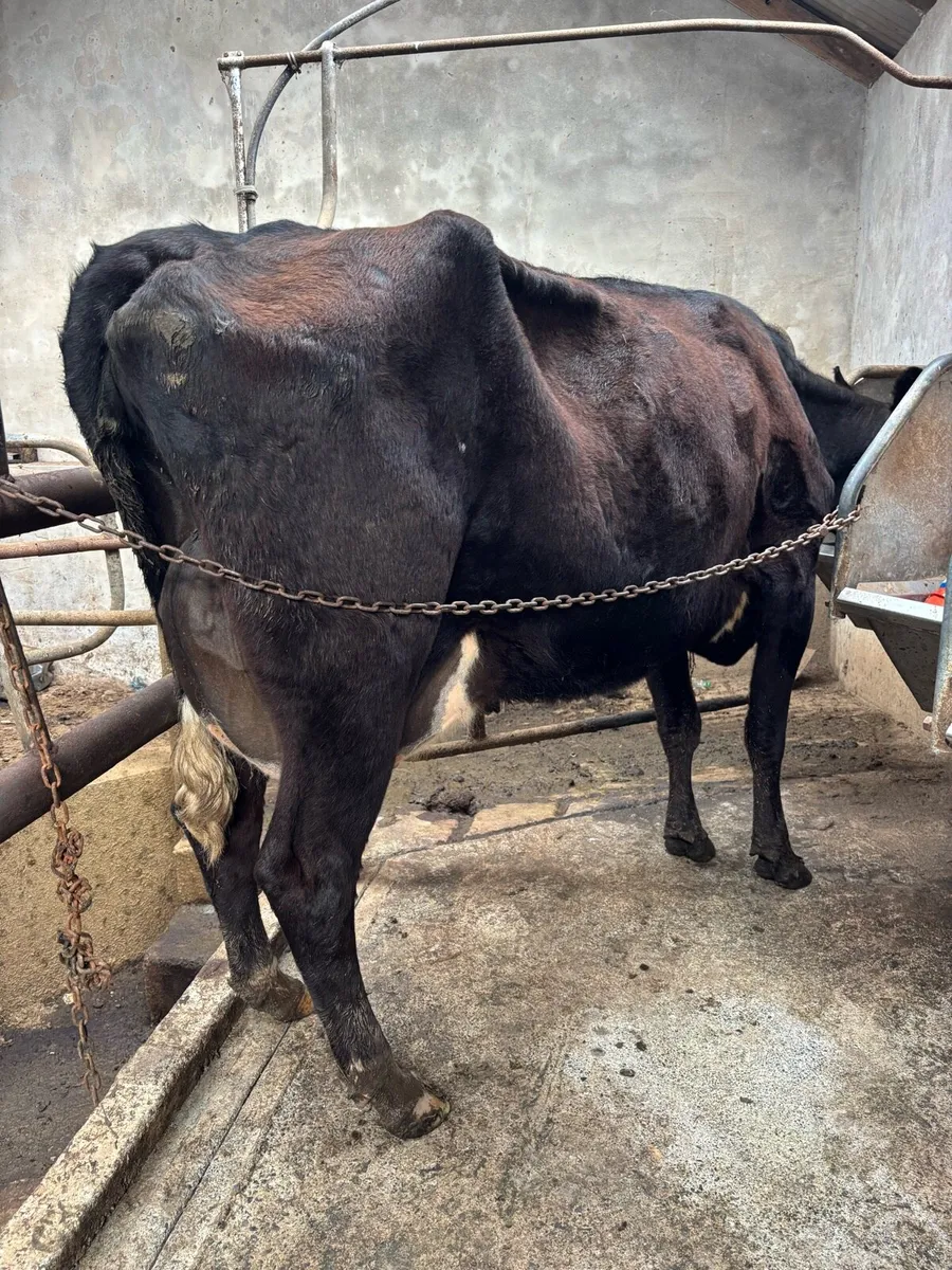Freshly calved cow/ springers - Image 3