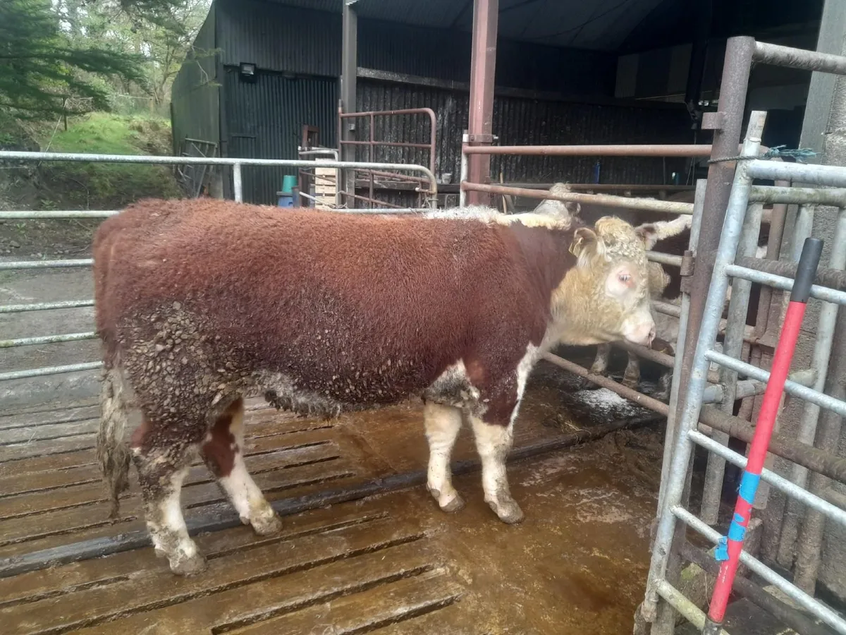 PB Hereford Bulls - Image 3
