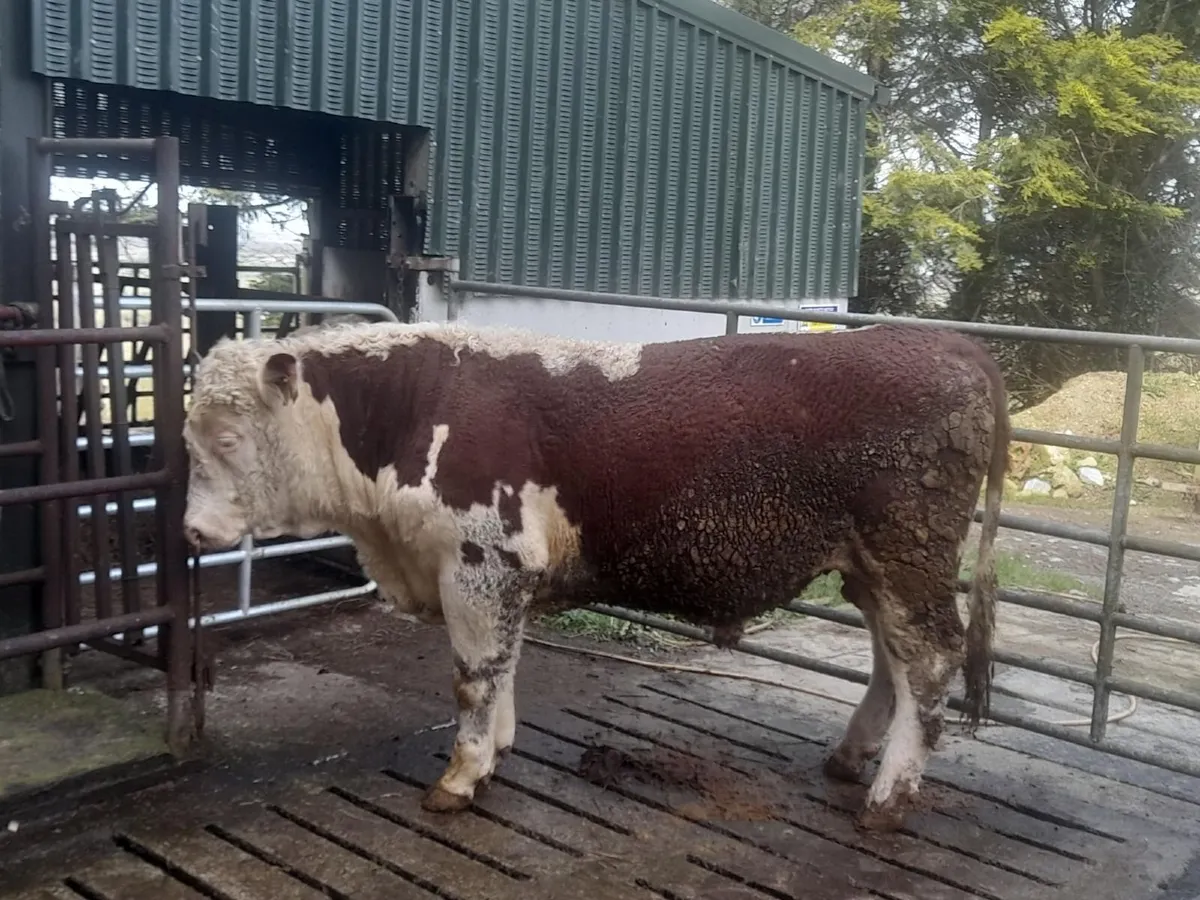 PB Hereford Bulls - Image 4