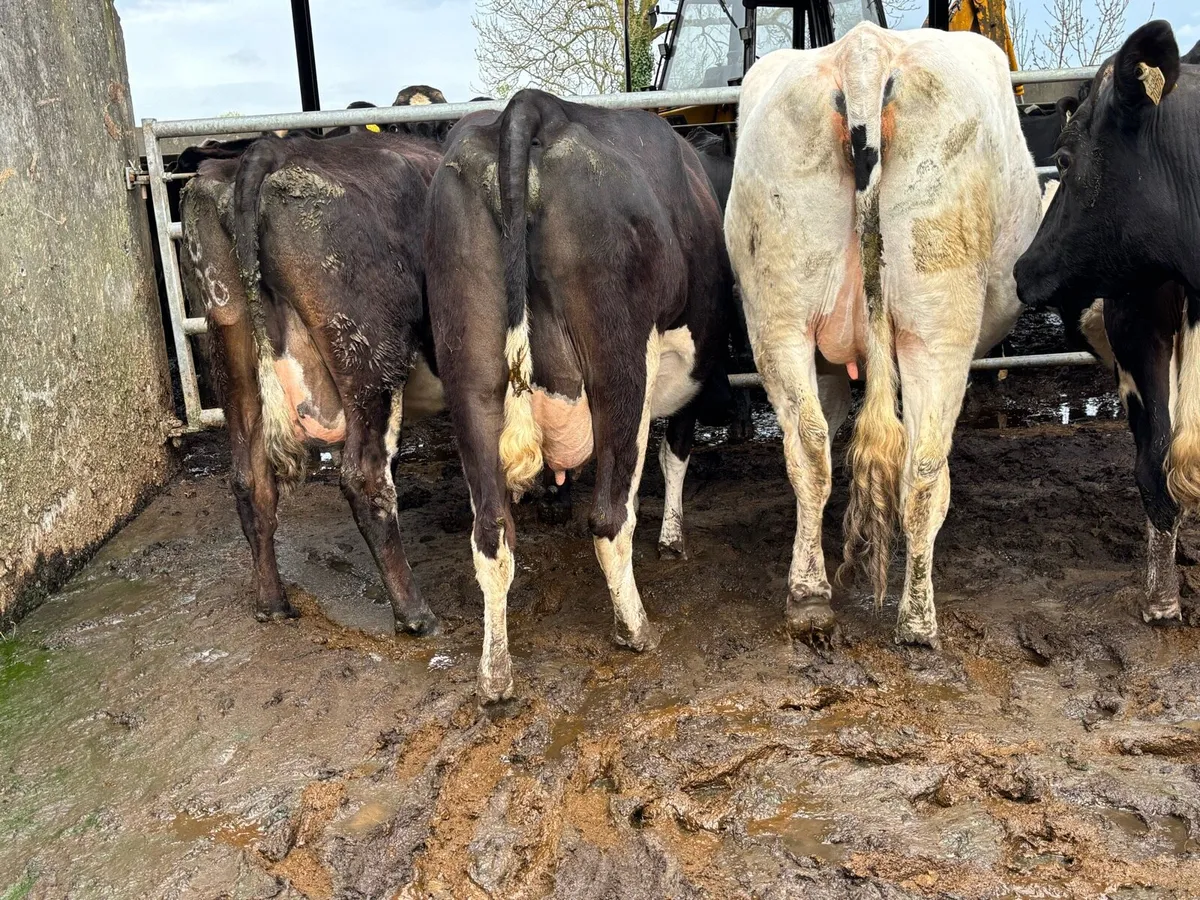 Freshly calved cow/ springers - Image 4