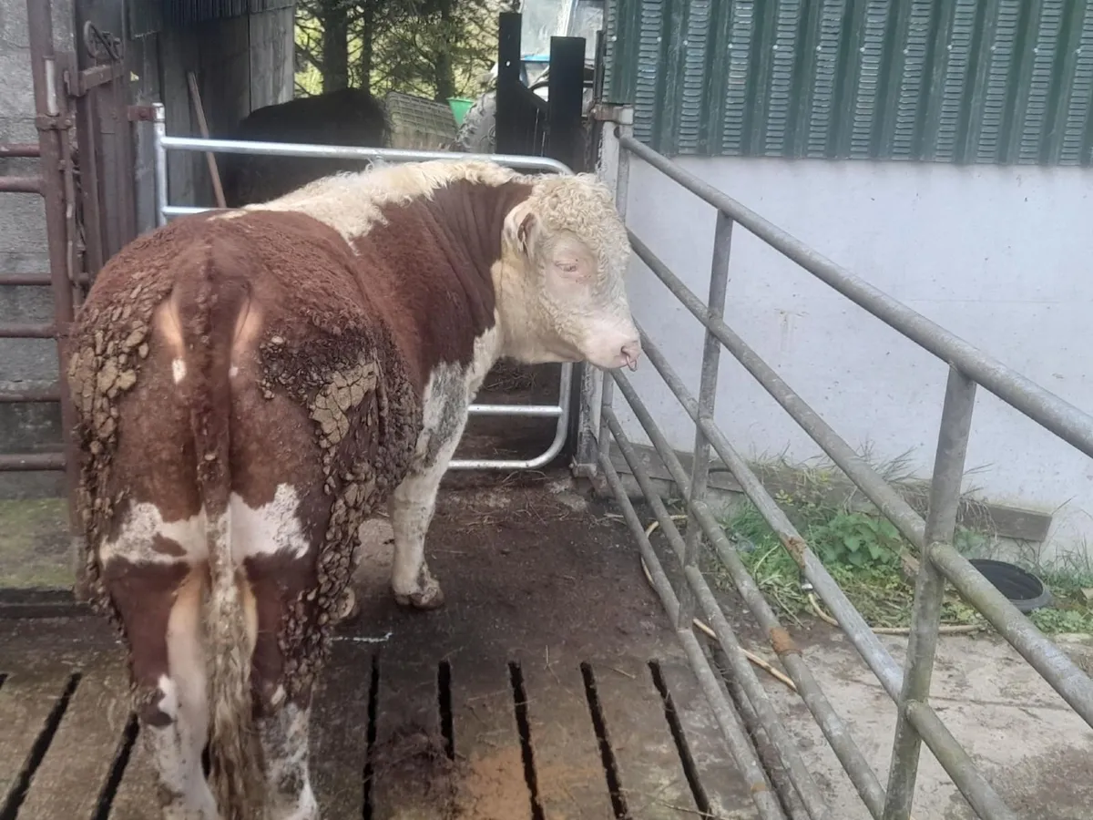 PB Hereford Bulls - Image 1