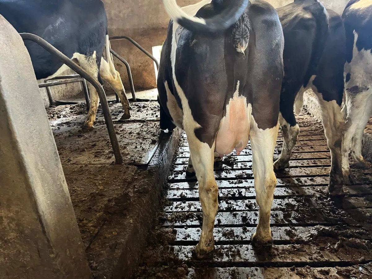 Dairy Heifers - Image 1