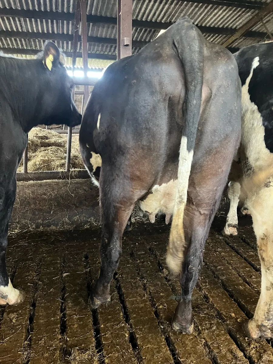 Dairy Heifers - Image 2