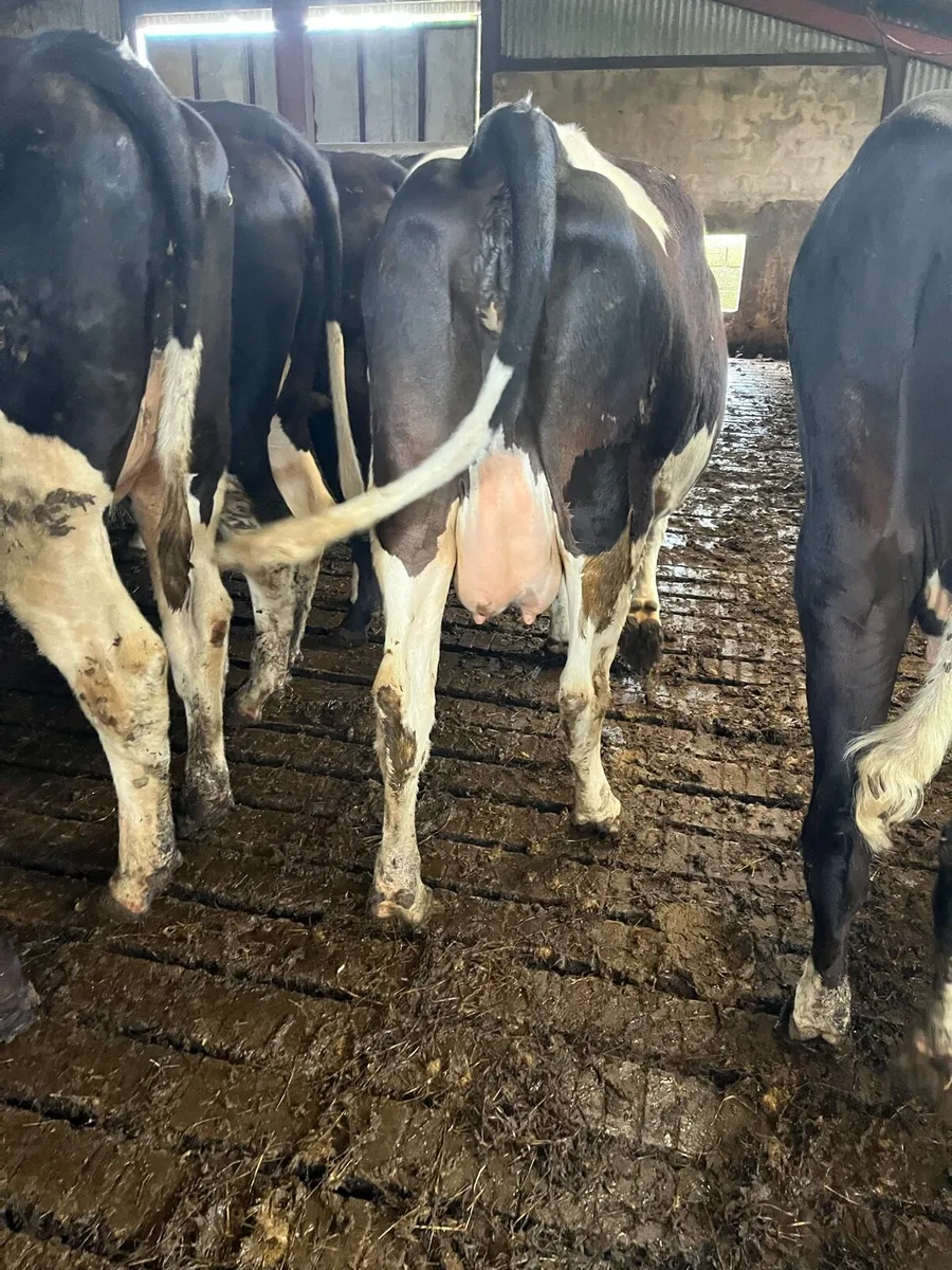 Dairy Heifers - Image 3