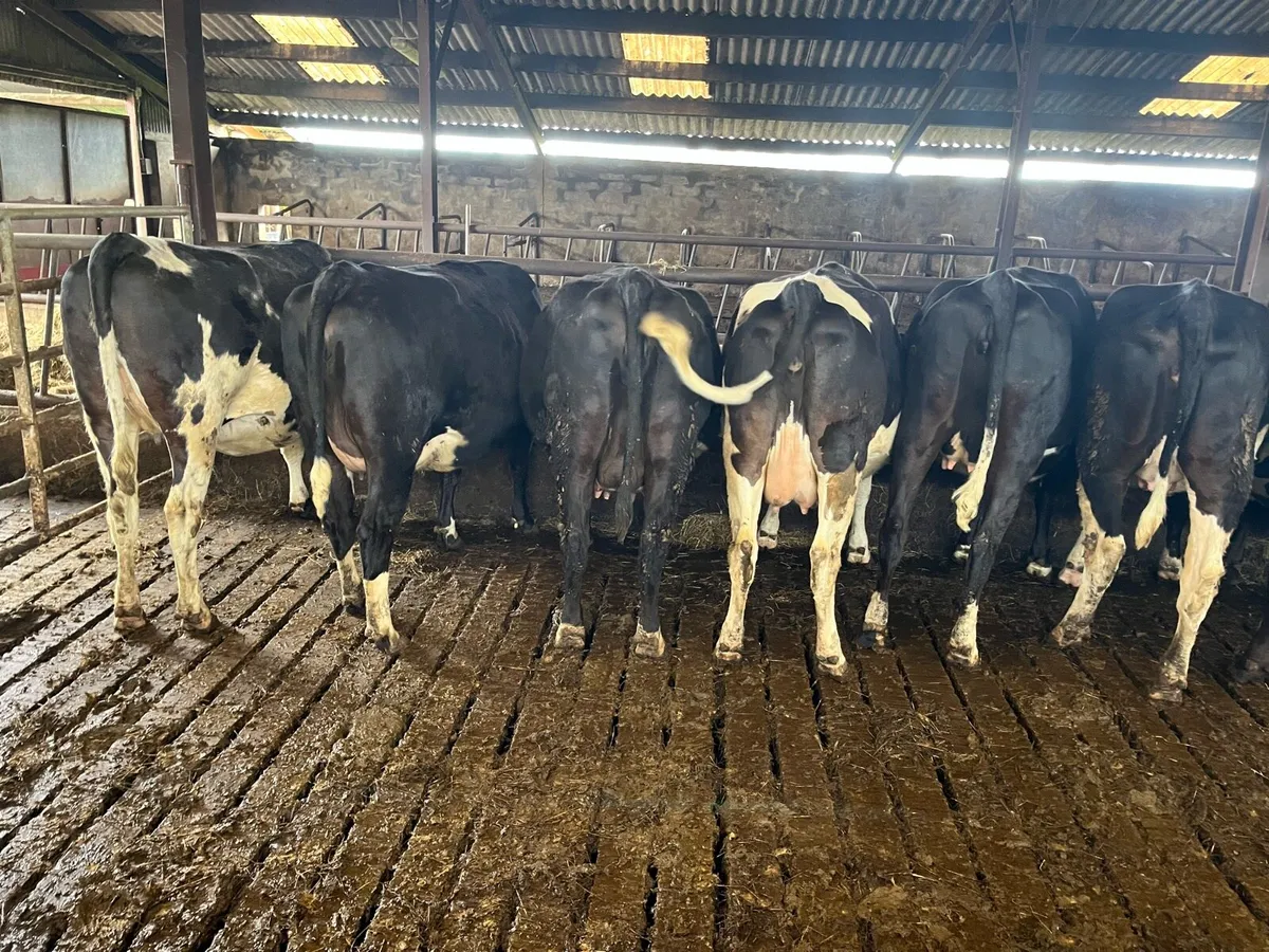 Dairy Heifers - Image 4