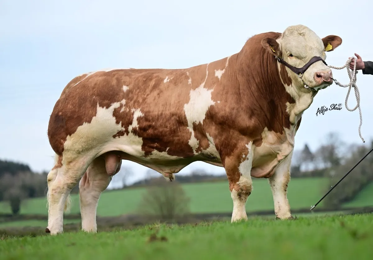 Simmental bull - Image 2