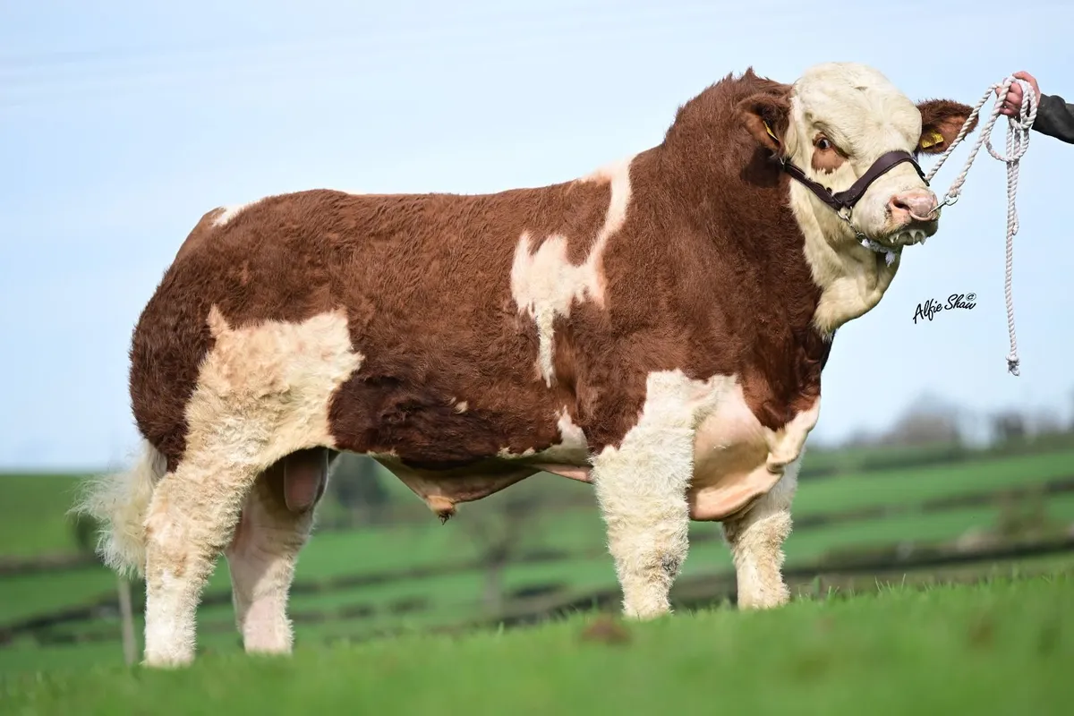 Simmental bull - Image 1