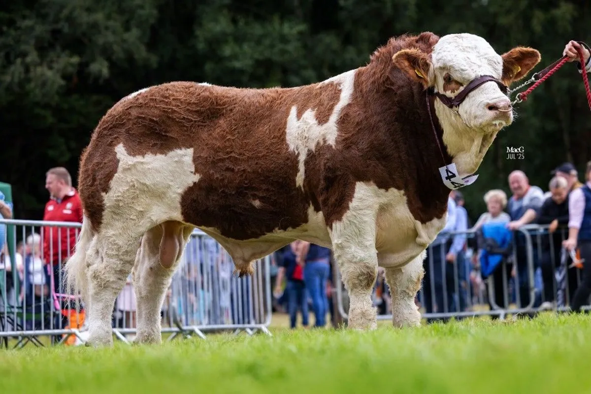Simmental bull - Image 3