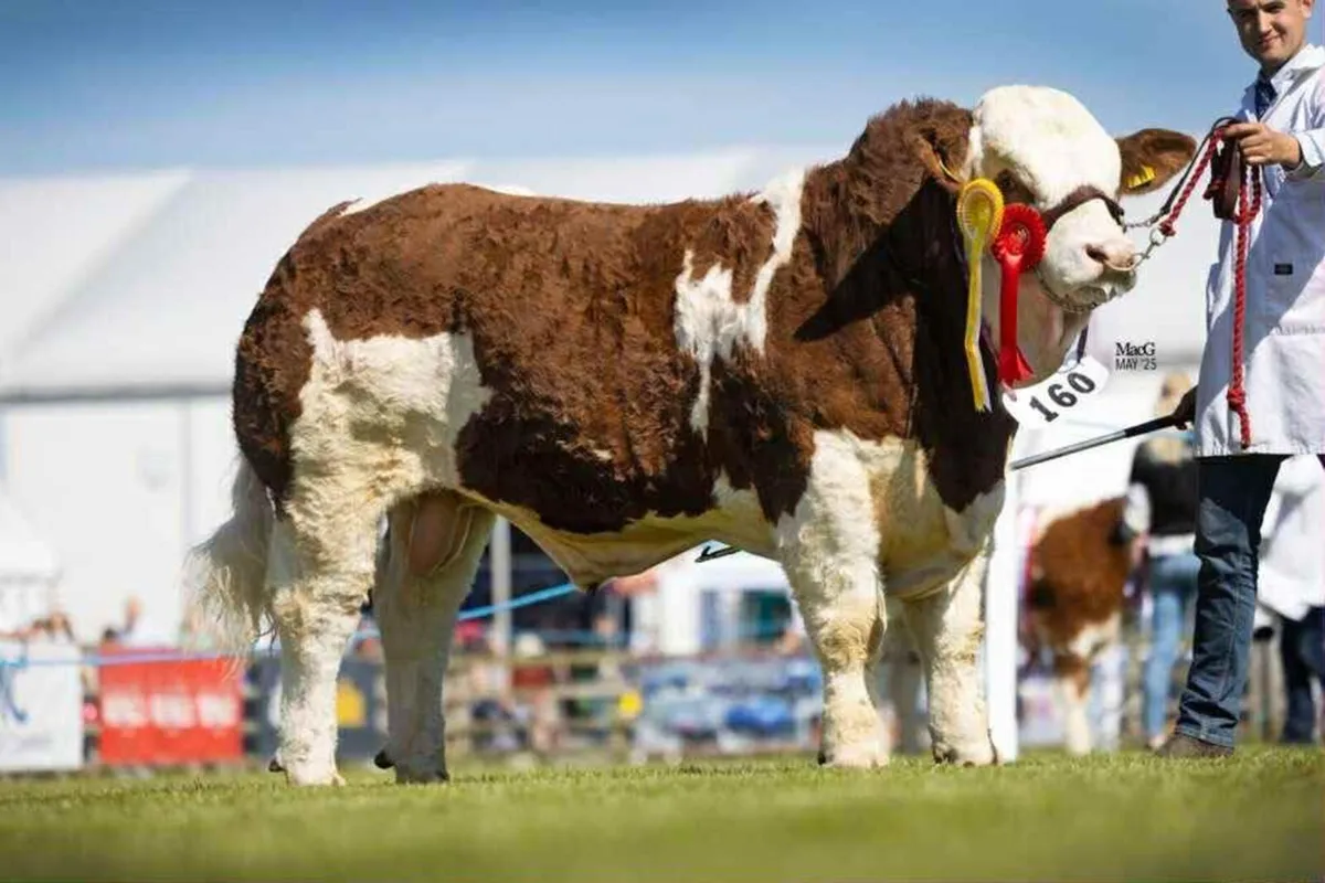 Simmental bull - Image 4