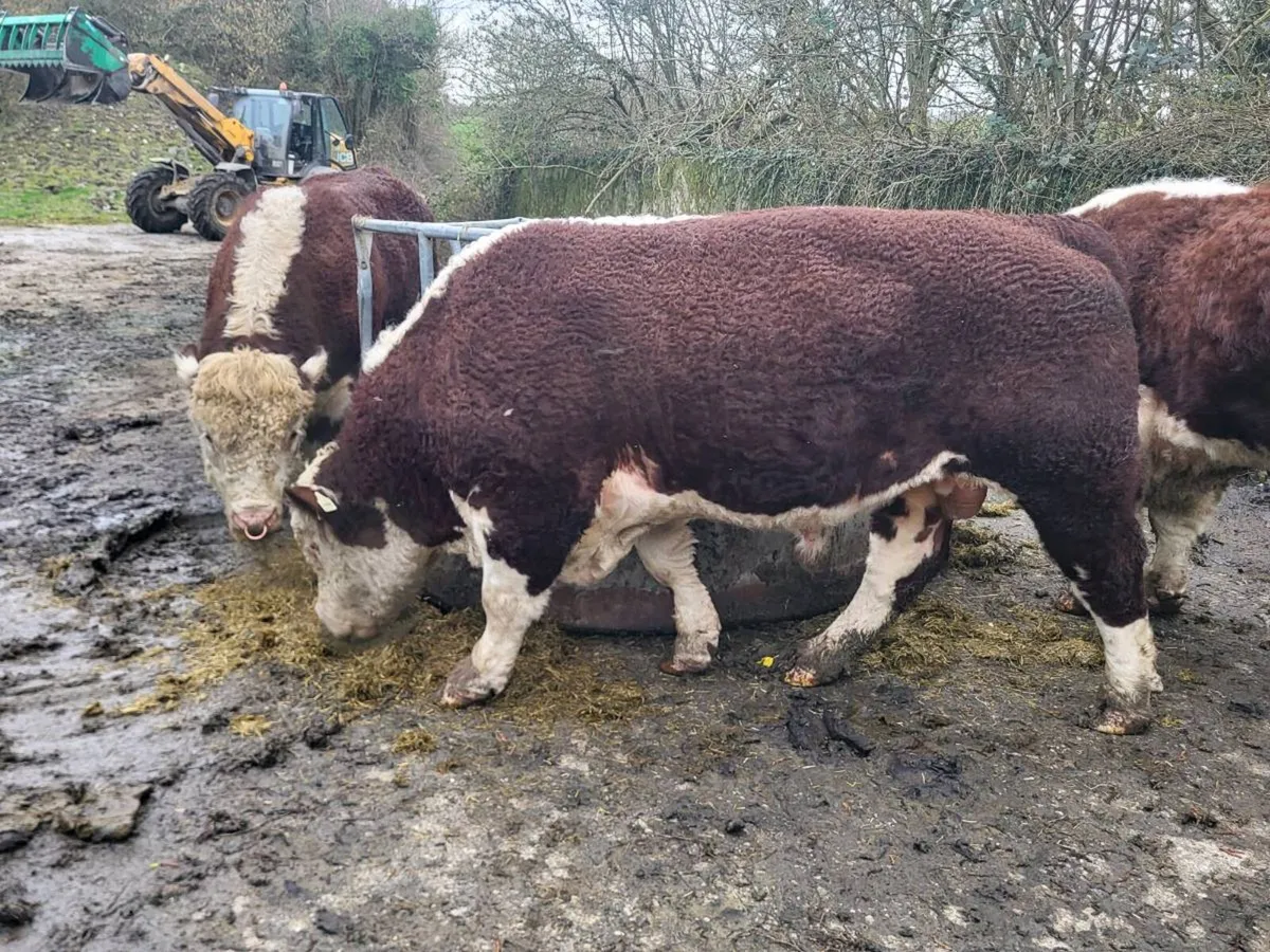 Hereford Bull with power - Image 3
