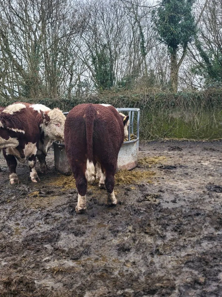 Hereford Bull with power - Image 4