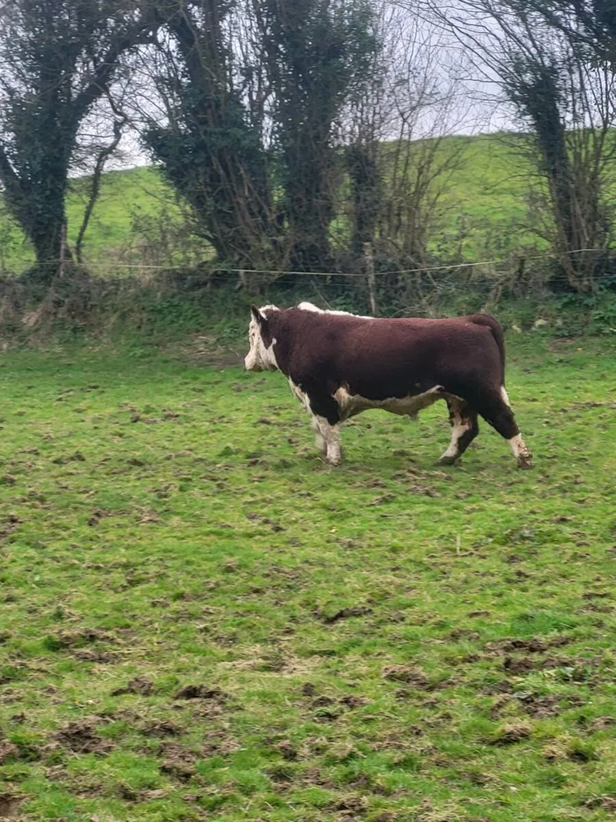 Hereford Bull with power - Image 1