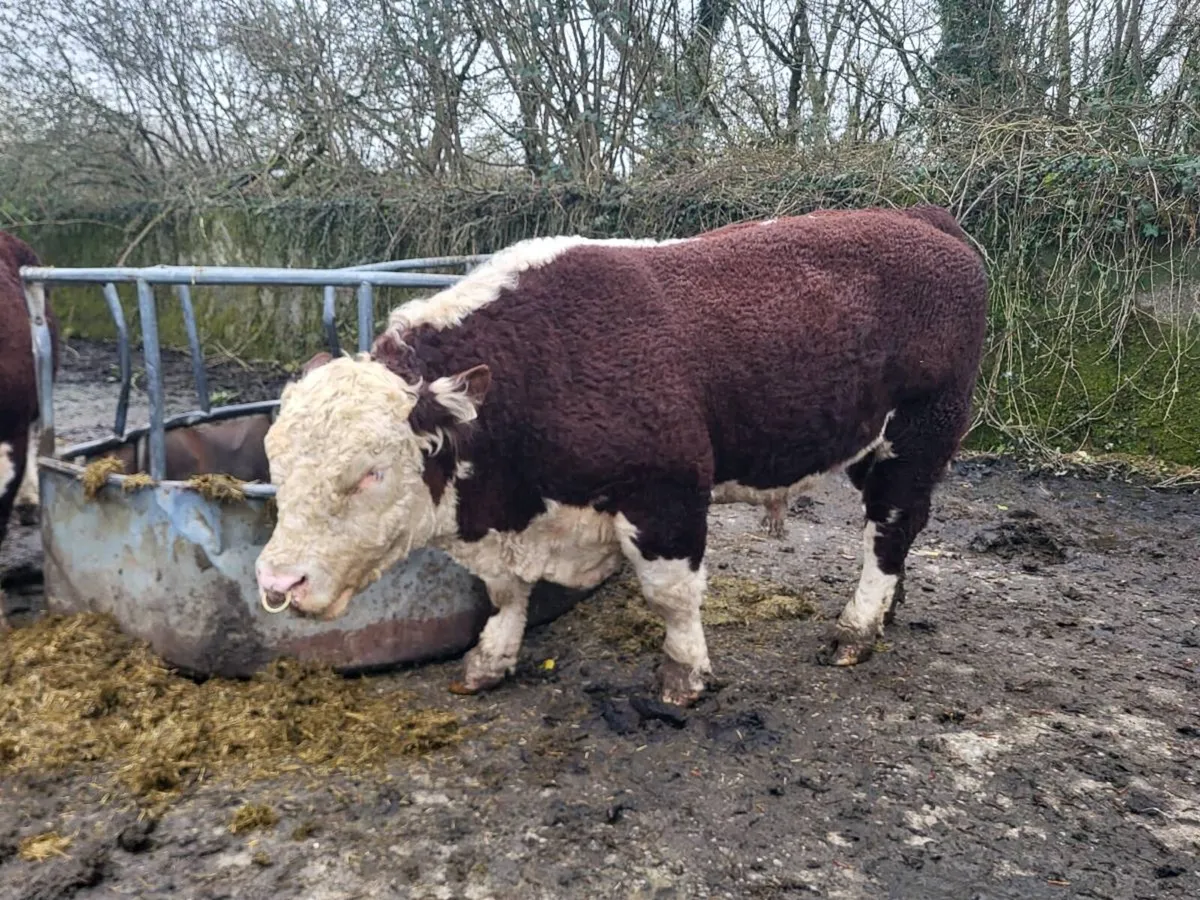 Hereford Bull with power - Image 2