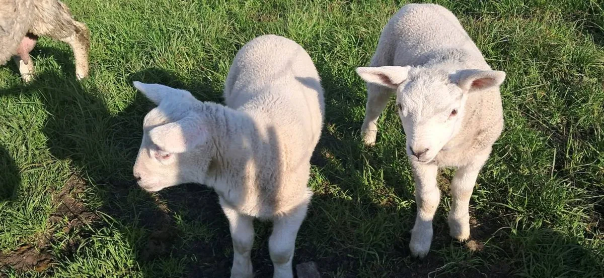 Triplet ewe - Image 2