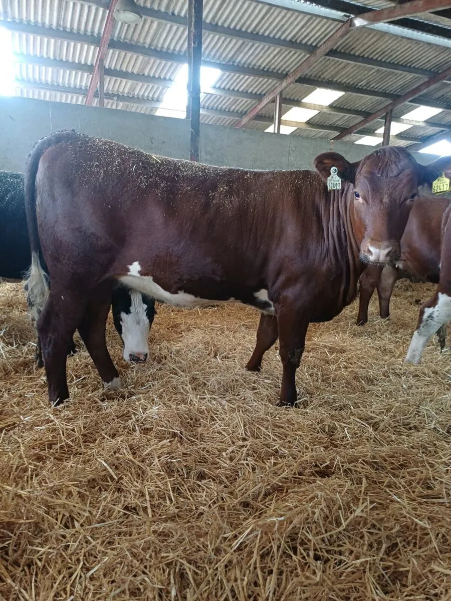 Heifers - Image 3