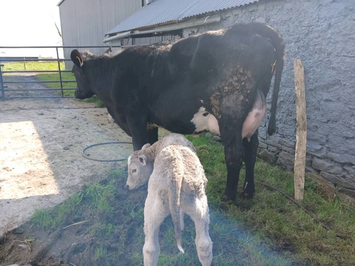 2 AAX first calvers - Image 1