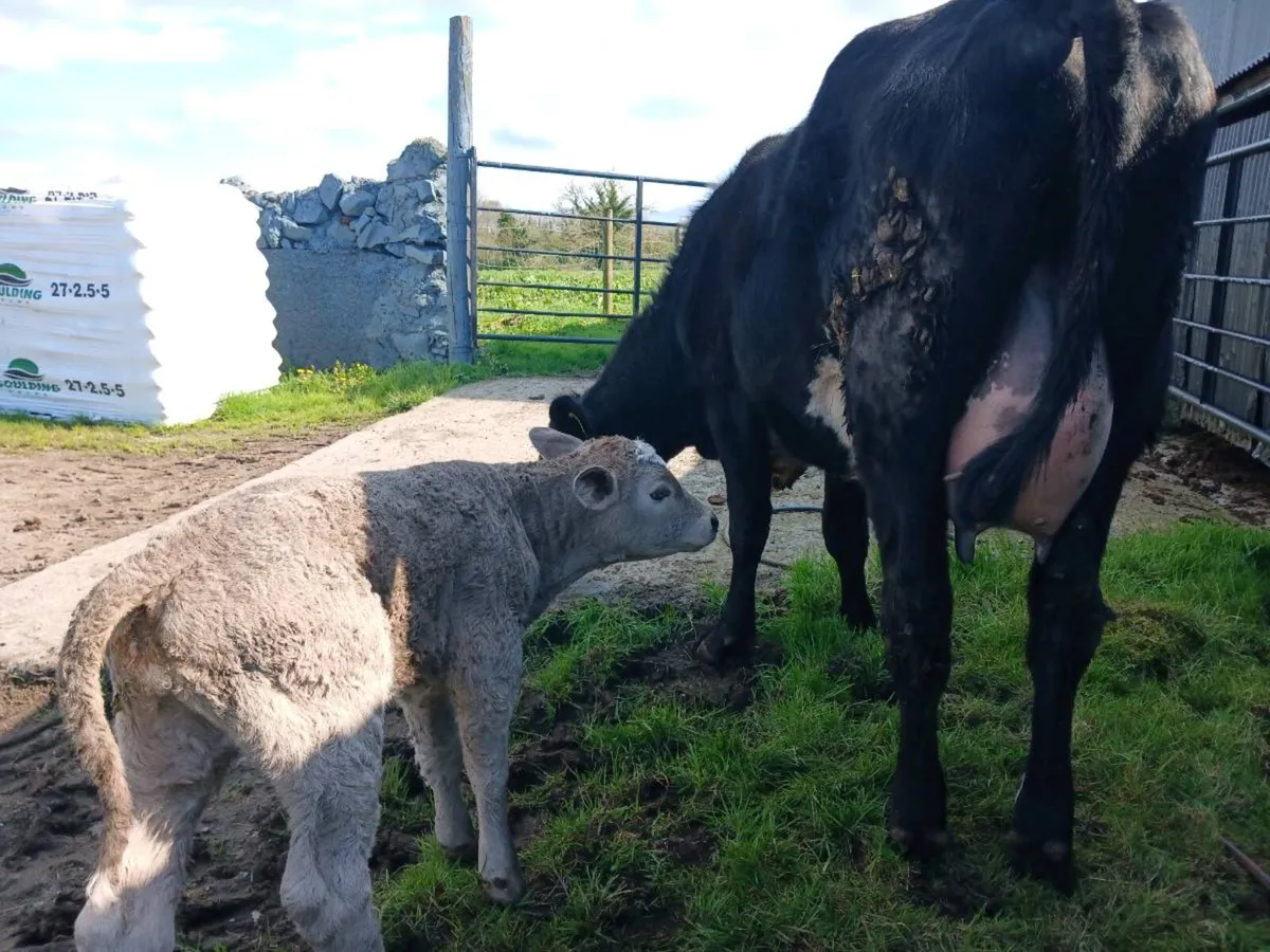 2 AAX first calvers - Image 2