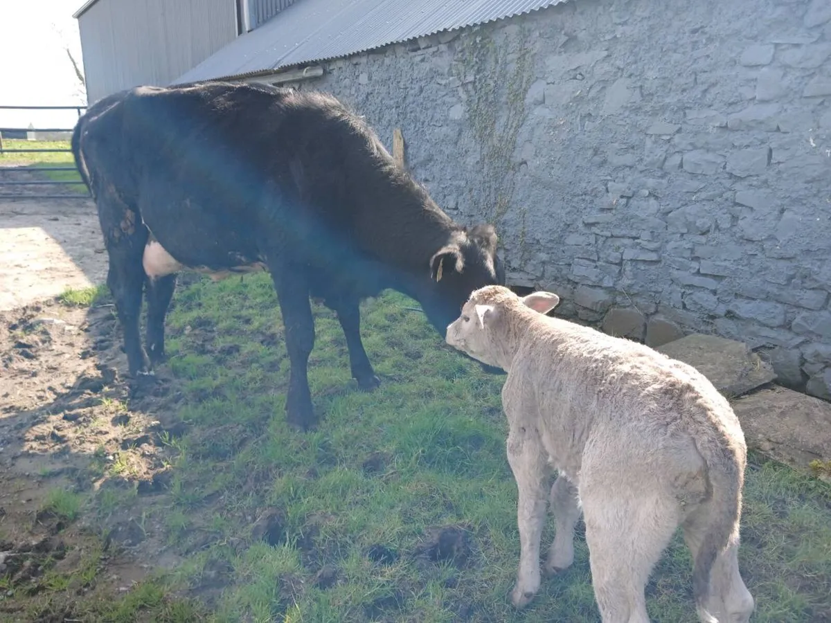 2 AAX first calvers - Image 3