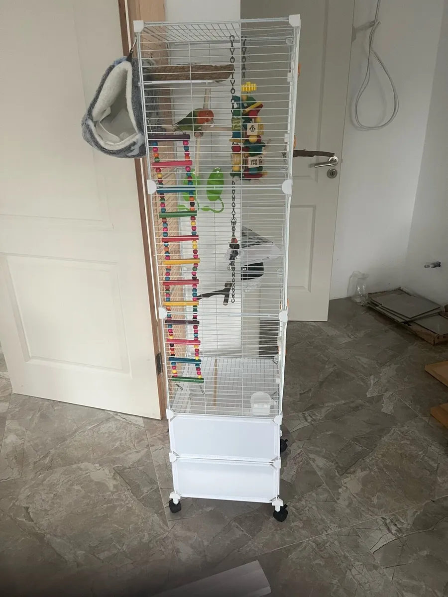 Hand reared love bird and cage - Image 4