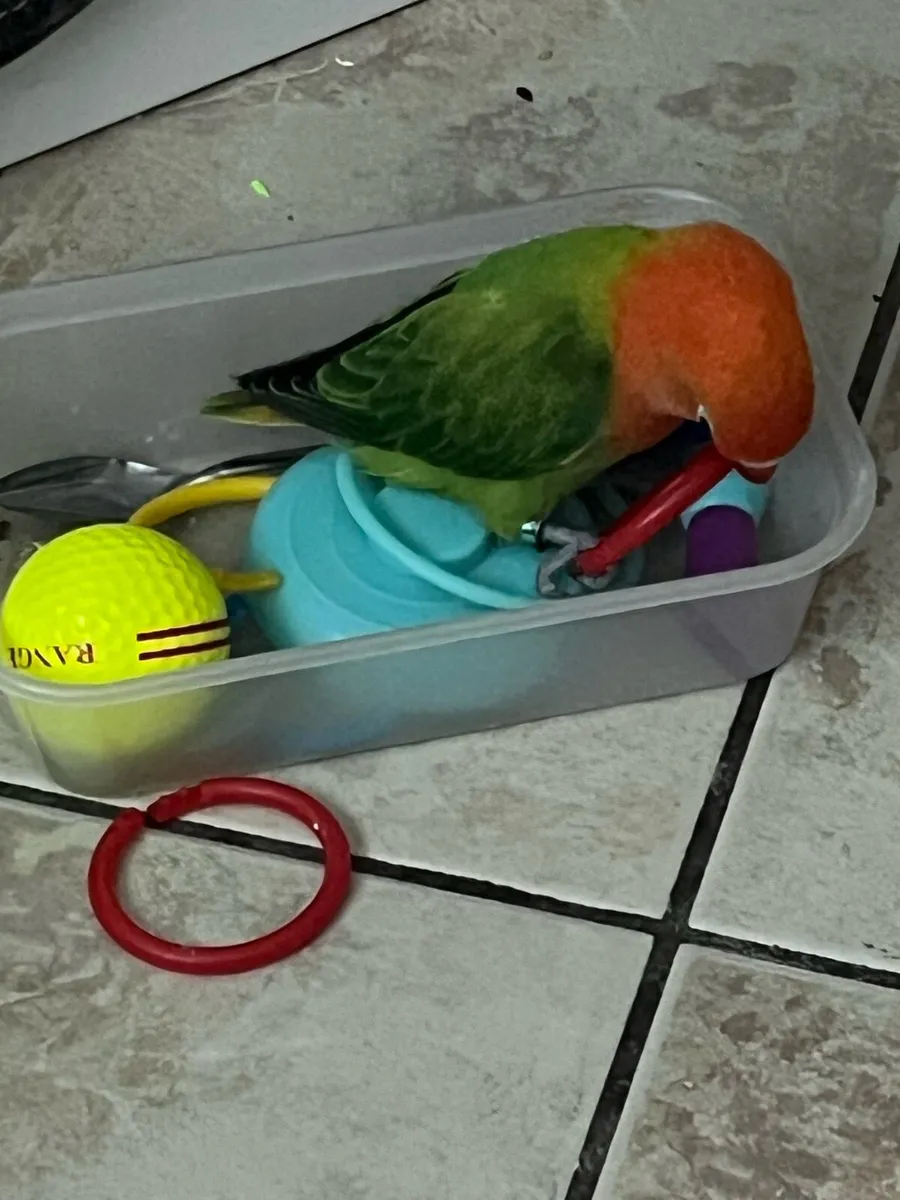 Hand reared love bird and cage - Image 1