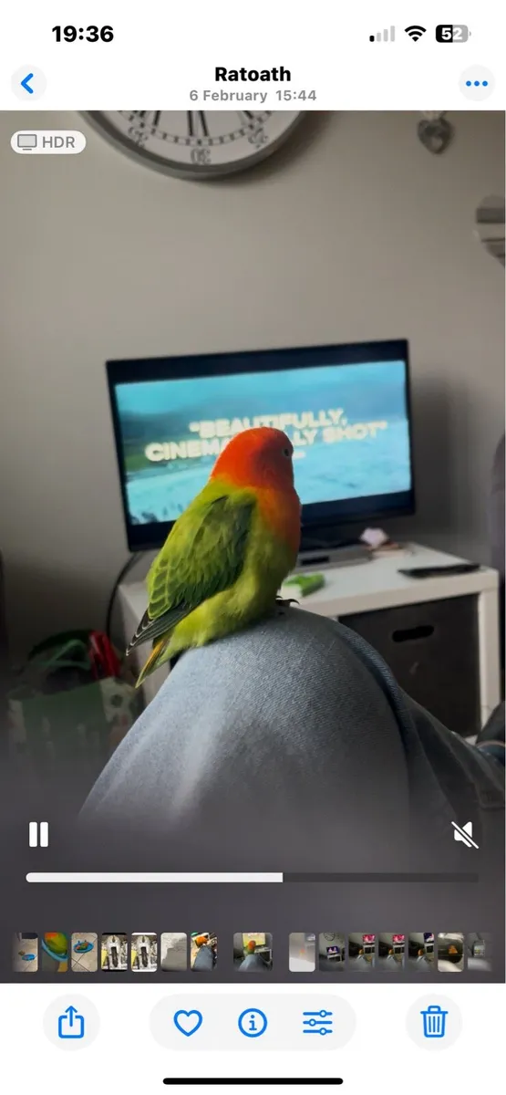 Hand reared love bird and cage - Image 2