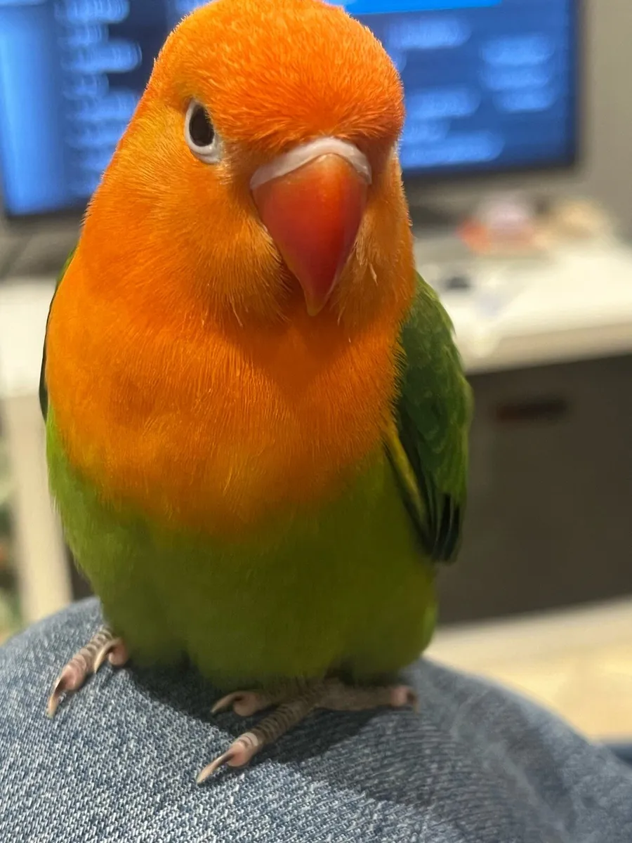 Hand reared love bird and cage - Image 3