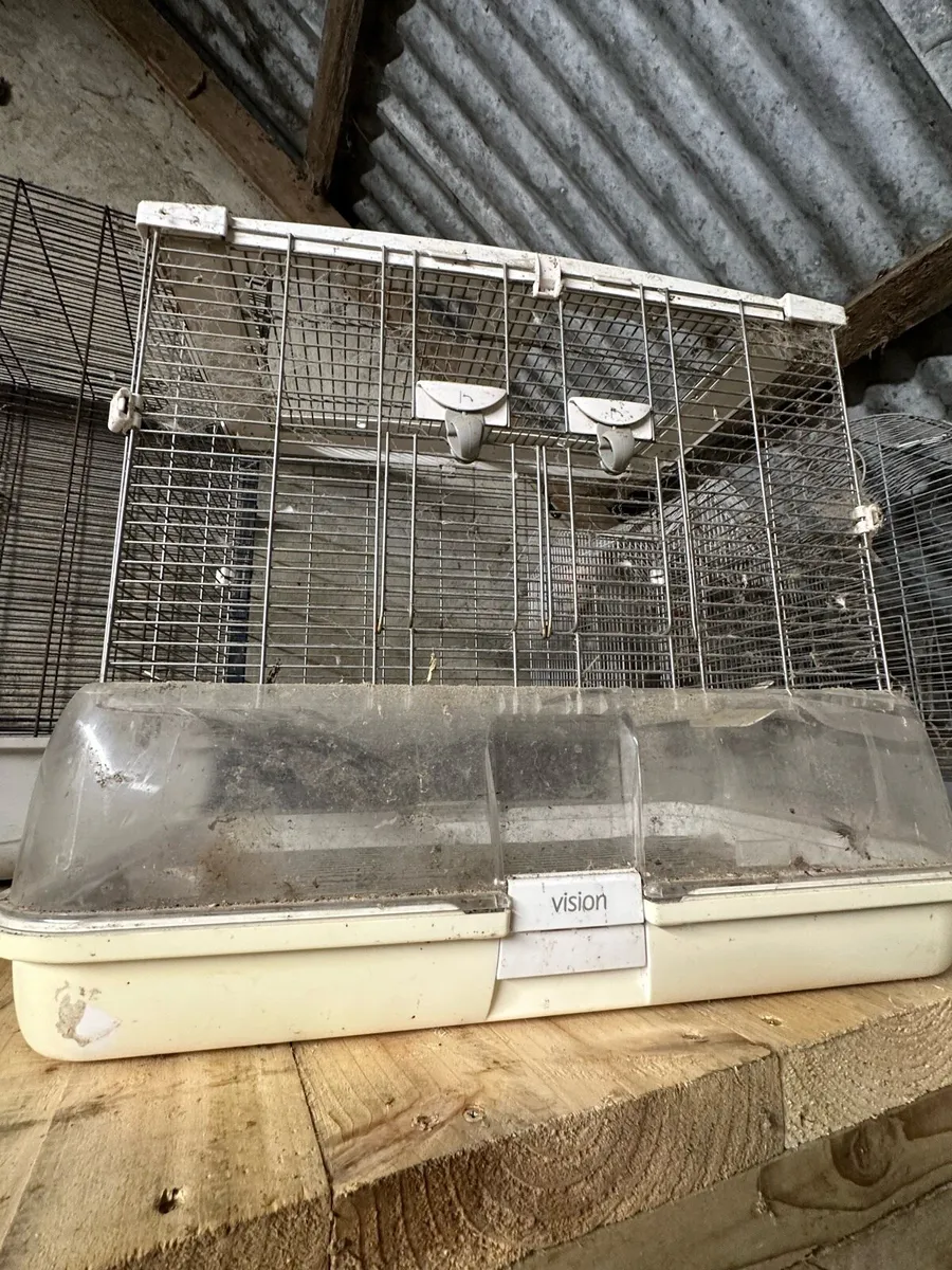Redrump parrot chicks and cages - Image 4