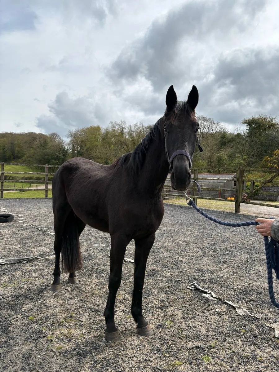 3 year old Black Wido - Image 1