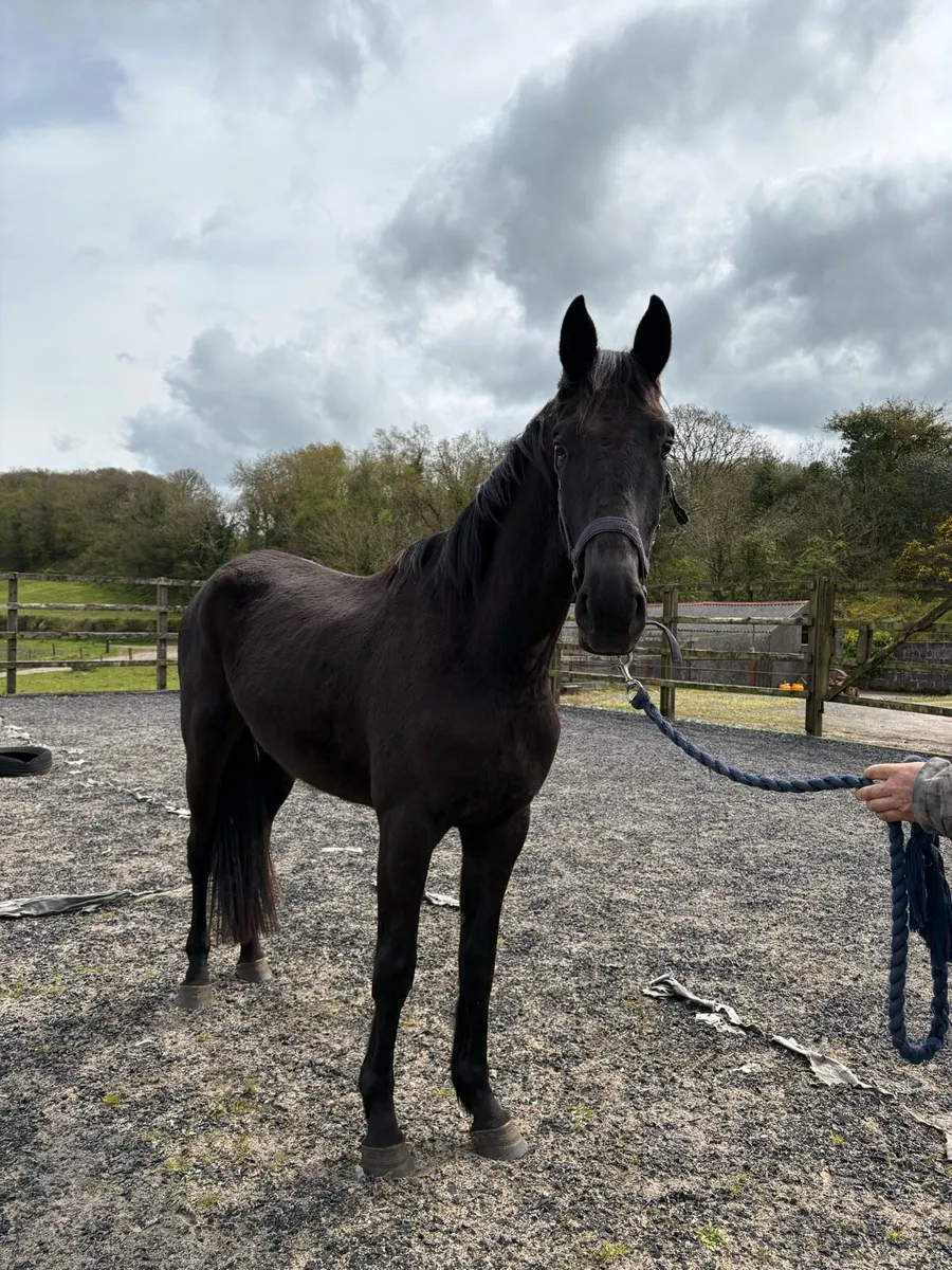 3 year old Black Wido - Image 2