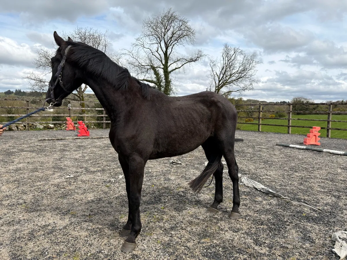 3 year old Black Wido - Image 3