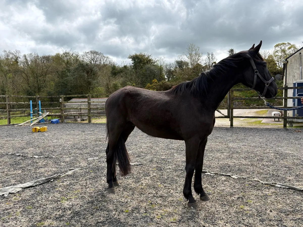 3 year old Black Wido - Image 4