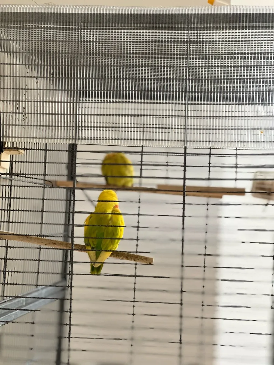 Lovebirds - Image 2