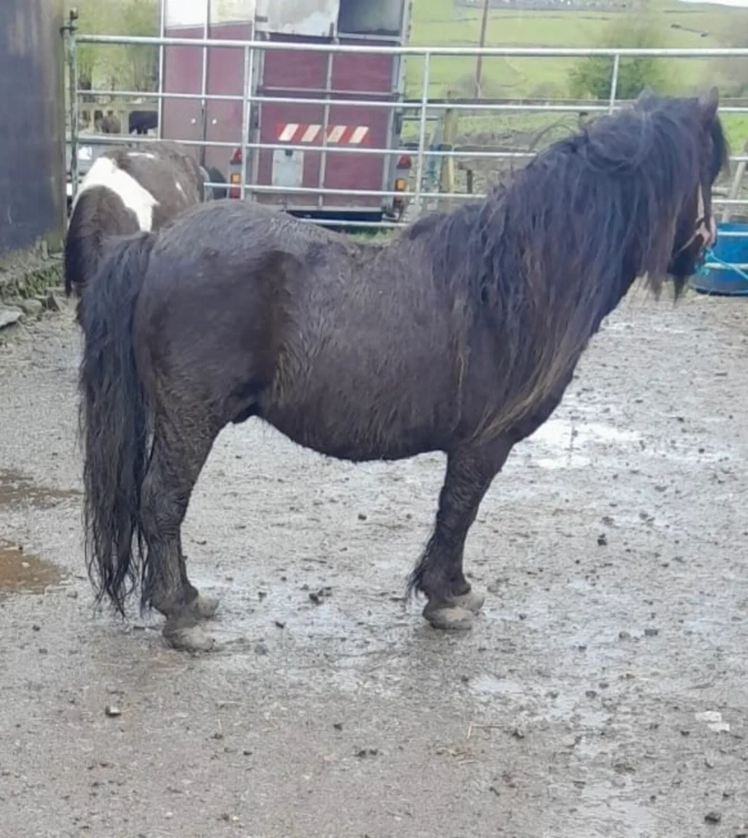 Teaser for Sale - Image 1