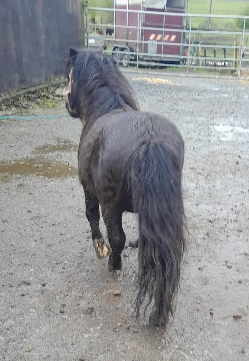 Teaser for Sale - Image 3