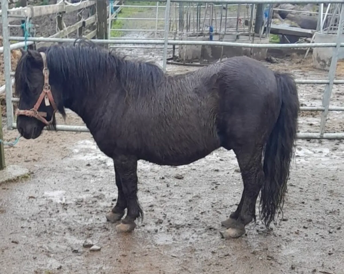 Teaser for Sale - Image 2