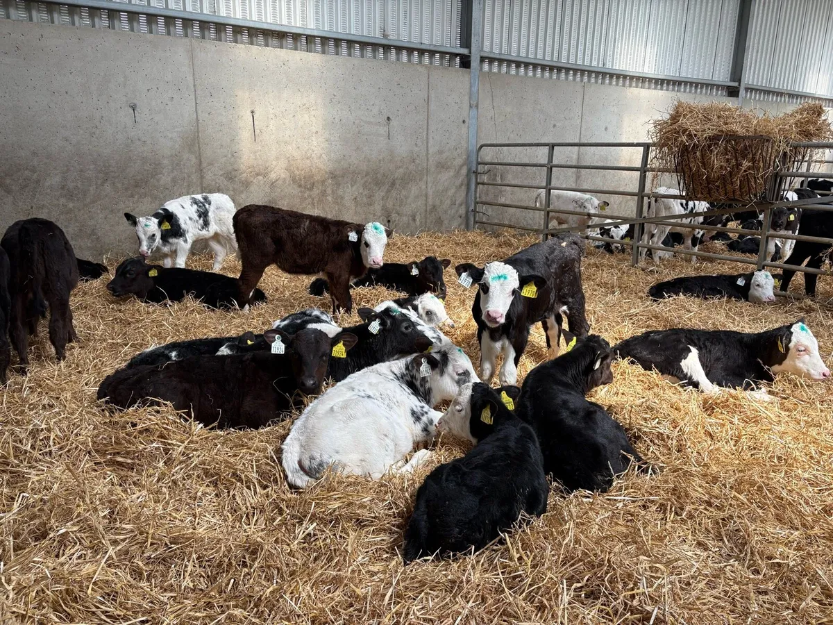 Calves - Image 1