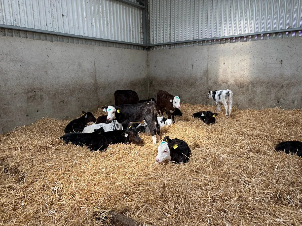 Calves - Image 2