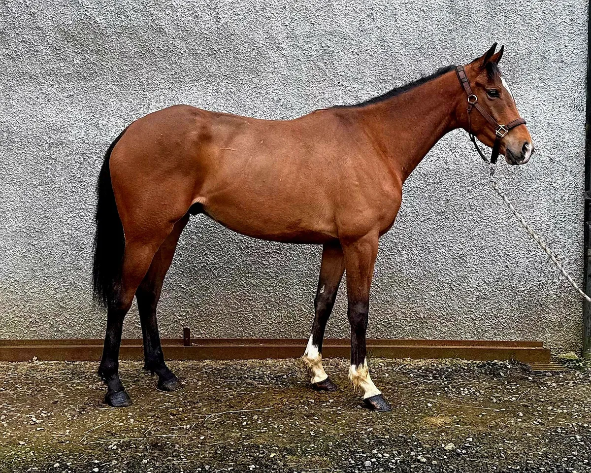 16hh 5yr old gelding - Image 2